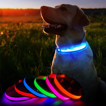 Bezpieczna obroża LED dla psa — bezpieczne nocne spacery 